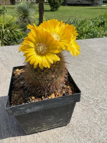 Parodia mutabilis